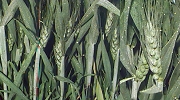 Dwarf Wheat at 4 Weeks