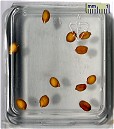 Apogee Seeds Day 0