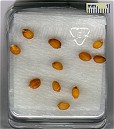 Apogee Seeds Day 2