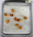 Apogee Seeds Day 3