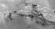 Valles Marineris