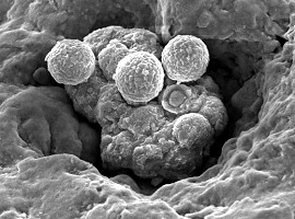 Dry Desert Varnish SEM