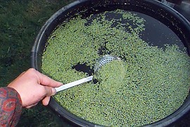 Duckweed harvest