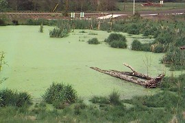 Duckweed-covered pond