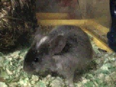 Mousetronaut Joystik